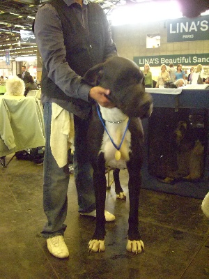 Des Corolles d'Ibis - World Dog Show 2011