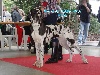  - Dog Show 2013