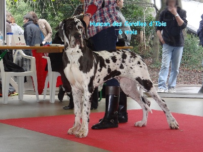 Des Corolles d'Ibis - Dog Show 2013