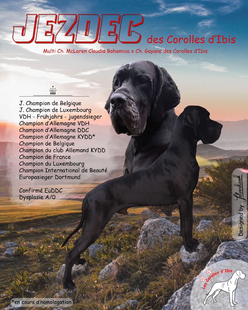 CH. Jezdec Des Corolles d'Ibis