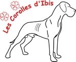 Des Corolles d'Ibis