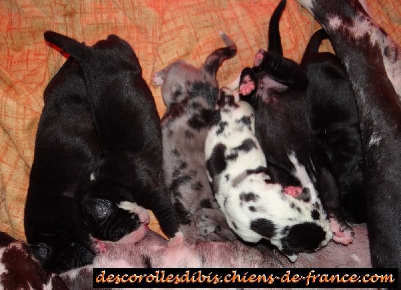 Des Corolles d'Ibis - Dogue allemand - Portée née le 16/07/2013